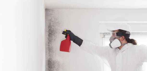 Office Mold Removal Services in Margate, FL